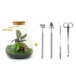 LA GREEN TOUCH - Kit terrarium diy 3 plantes - samos offre à 126€ sur Truffaut