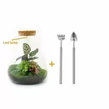 LA GREEN TOUCH - Kit terrarium diy 3 plantes - samos offre à 101€ sur Truffaut