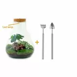 LA GREEN TOUCH - Kit terrarium diy 3 plantes - samos offre à 101€ sur Truffaut