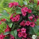 Weigela x ' Bristol Ruby ' : ctr 7,5 litres offre à 29,99€ sur Truffaut