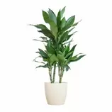 LA GREEN TOUCH - Dracaena janet lindt et son pot blanc - hauteur 95cm offre à 75€ sur Truffaut