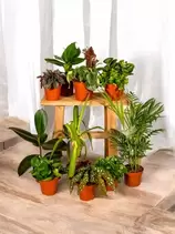 LA GREEN TOUCH - Box - 10 plantes d'intérieur dépolluantes 30cm - plante d'intérieur offre à 58,95€ sur Truffaut