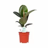 LA GREEN TOUCH - Plante d'intérieur - ficus elastica robusta 55cm - plante d'intérieur 55cm offre à 36€ sur Truffaut