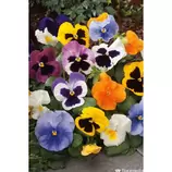 Pensée : barquette de 6 plants - Coloris variables offre à 3,49€ sur Truffaut