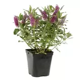 Hebe arbustive à fleurs - pot 4L offre à 9,99€ sur Truffaut