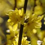 Forsythia x intermedia Week-End ® ' Courtalyne ' : C 10 L (jaune d'or) offre à 29,99€ sur Truffaut