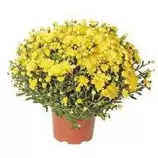 Chrysanthème pompon : pot D17cm - Coloris variables offre à 5,99€ sur Truffaut