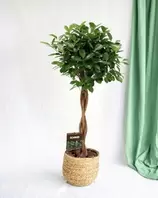 LA GREEN TOUCH - Ficus microcarpa moclame tronc tressé h110cm 110cm - plante d'intérieur offre à 78€ sur Truffaut