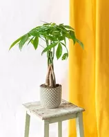 LA GREEN TOUCH - Plante d'intérieur - pachira m 35cm offre à 23€ sur Truffaut