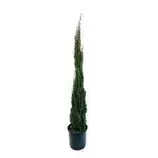 Cupressus Sempervirens Totem H.125/150cm - Pot 12L offre à 59,99€ sur Truffaut