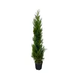 Cupressocyparis leylandii '2001' pot 30L offre à 89,99€ sur Truffaut