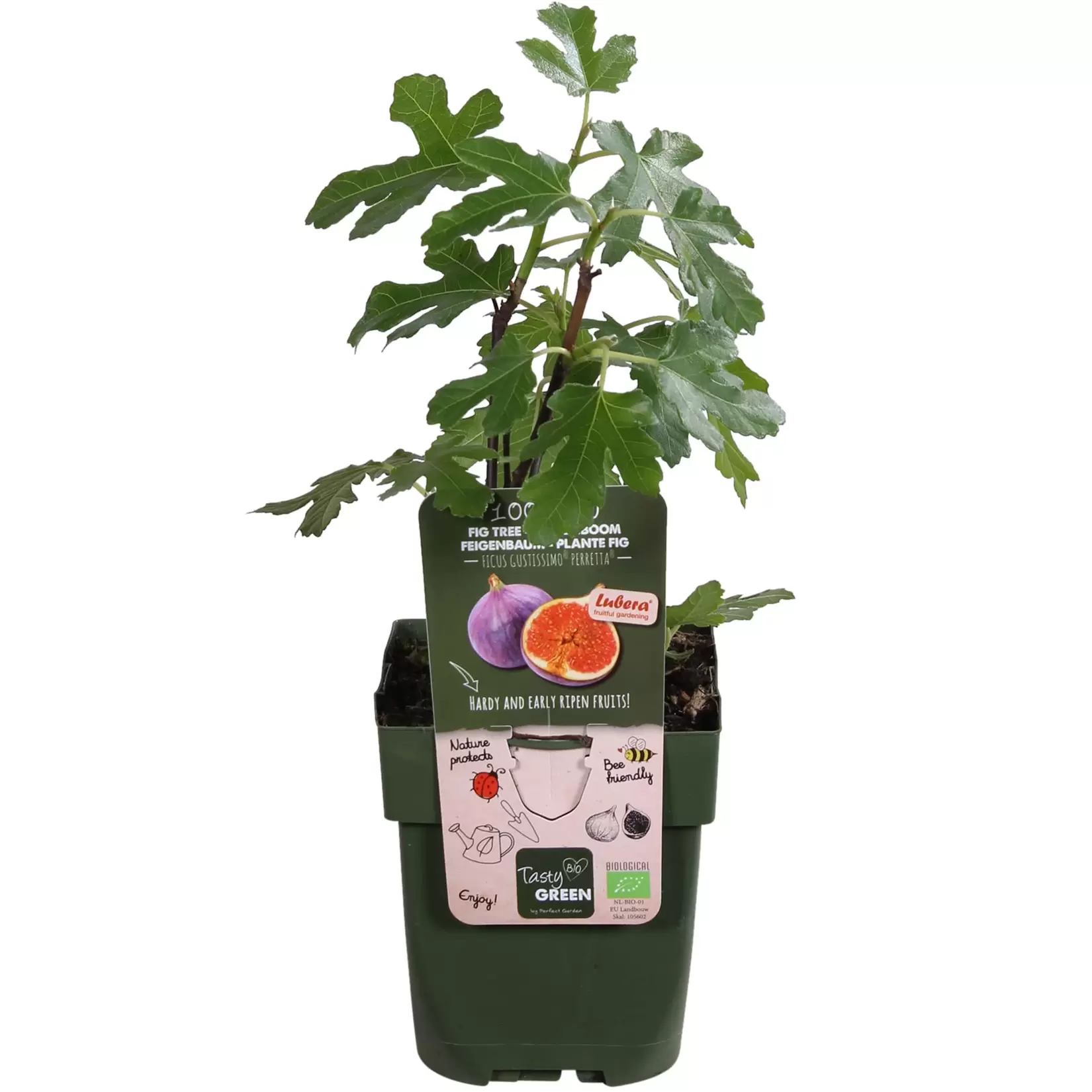 LA GREEN TOUCH - Figuier ficus 'gusissimo perretta' offre à 16€ sur Truffaut