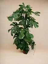 LA GREEN TOUCH - Monstera deliciosa xxl - 150cm - ⌀24 150cm - plante d'intérieur offre à 114€ sur Truffaut