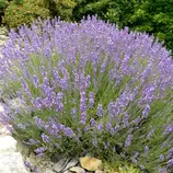 ARBORIX - 6 x lavande officinale - lavandula angustifolia - godet 9cm x 9cm offre à 30,95€ sur Truffaut