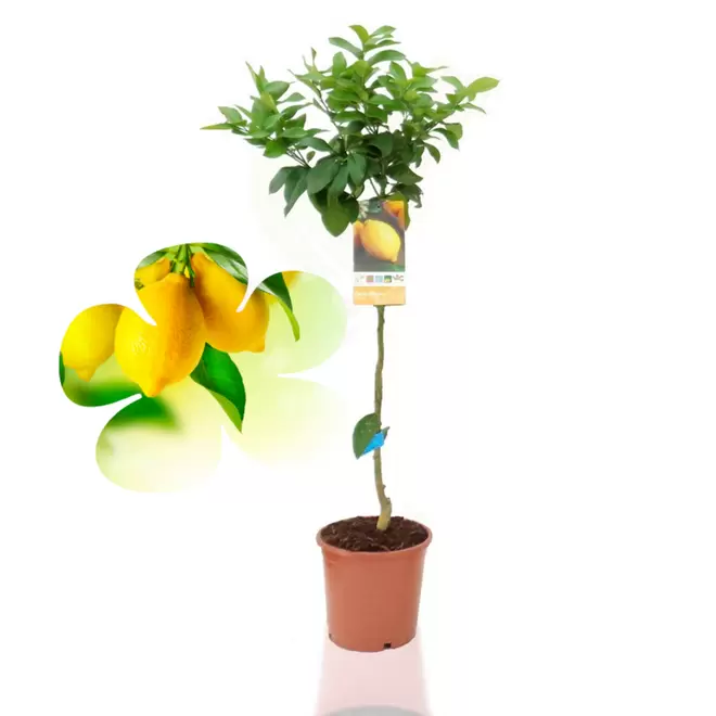 BEIJA-FLORES - Citronnier 4 saison medium h-60/100 cm offre à 39,99€ sur Truffaut