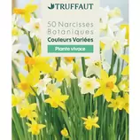 TRUFFAUT - Bulbes de narcisses botaniques variés - x50 offre à 8,99€ sur Truffaut