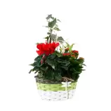 Composition Panier Fleuri : 5 plantes- Coloris variables (N3). offre à 25,99€ sur Truffaut