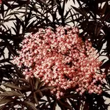 ARBORIX - Sureau noir 'black lace' - sambucus nigra 'black lace' ('eva') - 40-50 cm pot offre à 35,6€ sur Truffaut