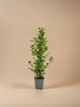 LA GREEN TOUCH - Ficus - le moclame offre à 66€ sur Truffaut