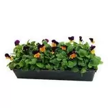 TRUFFAUT - Viola cornuta : barquette de 10 plants - Coloris variables offre à 7,99€ sur Truffaut