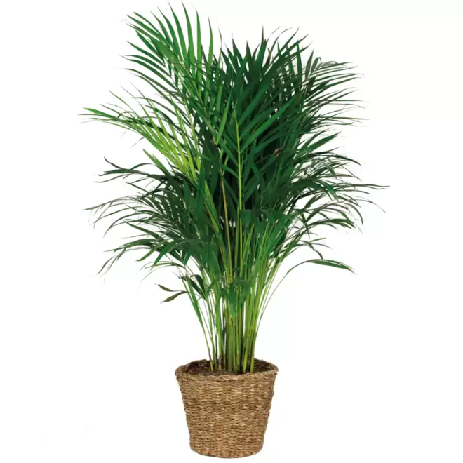 BLOOMIQUE - Dypsis lutescens incl. Panier en jonc de mer - facile d'entretien - ⌀21 cm - ↕100-110 cm offre à 42,95€ sur Truffaut