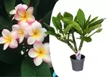 PLANT IN A BOX - Plumeria frangipani hawaii - pot 17cm - hauteur 45-55cm offre à 41,95€ sur Truffaut