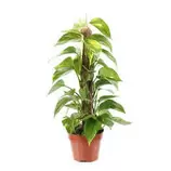 Pothos : H.40/90cm pot offre à 18,99€ sur Truffaut