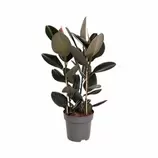 LA GREEN TOUCH - Plante d'intérieur - ficus elastica abidjan 110cm - plante d'intérieur 110cm offre à 95€ sur Truffaut