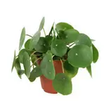 Pilea peperomioides : pot diamètre 12 cm offre à 12,99€ sur Truffaut