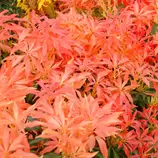 ARBORIX - 2 x andromède 'forest flame' - pieris 'forest flame' - 20-30 cm pot offre à 40,61€ sur Truffaut