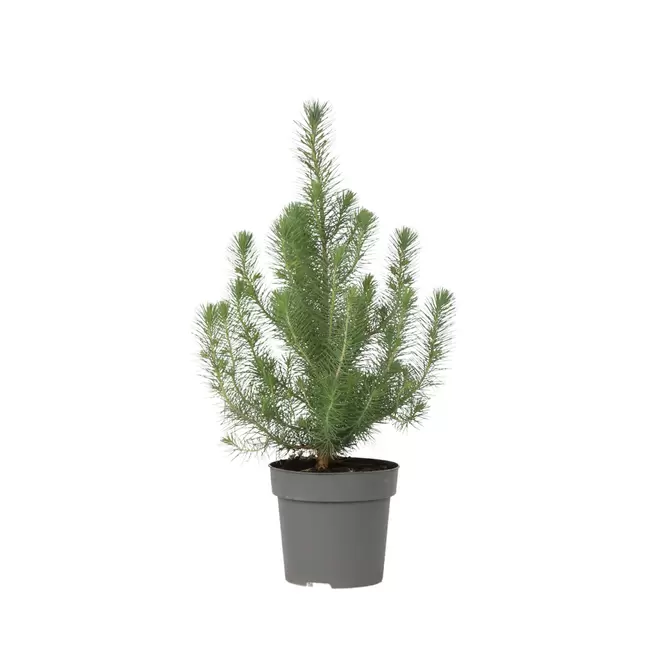 PLANT IN A BOX - Pinus pinea 'silver crest' - pin parasol - ⌀17cm - hauteur 45-55cm offre à 26,45€ sur Truffaut