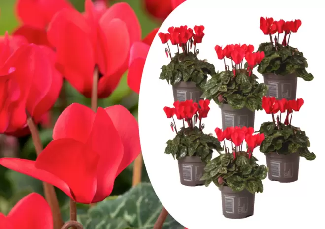 PLANT IN A BOX - Cyclamen 'winfall scarlet' - set de 6 - ciclamen - maceta 9cm - altura 10-20cm offre à 34,45€ sur Truffaut