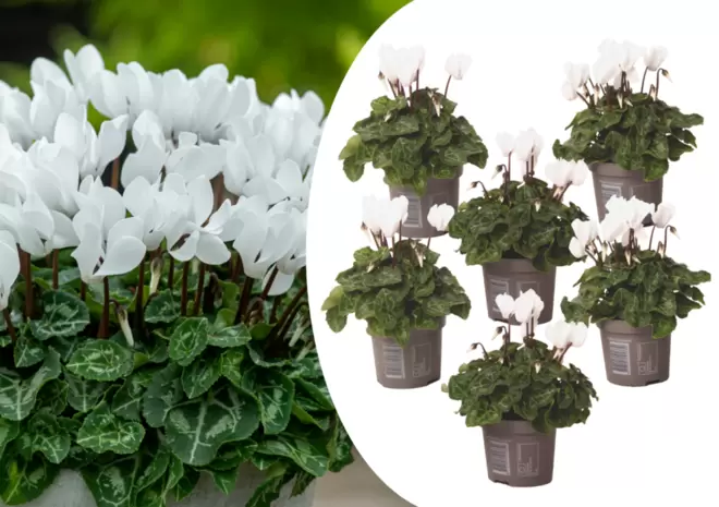 PLANT IN A BOX - Cyclamen persicum 'metis white' - set de 6 - pot 9cm - hauteur 10-20cm offre à 34,45€ sur Truffaut