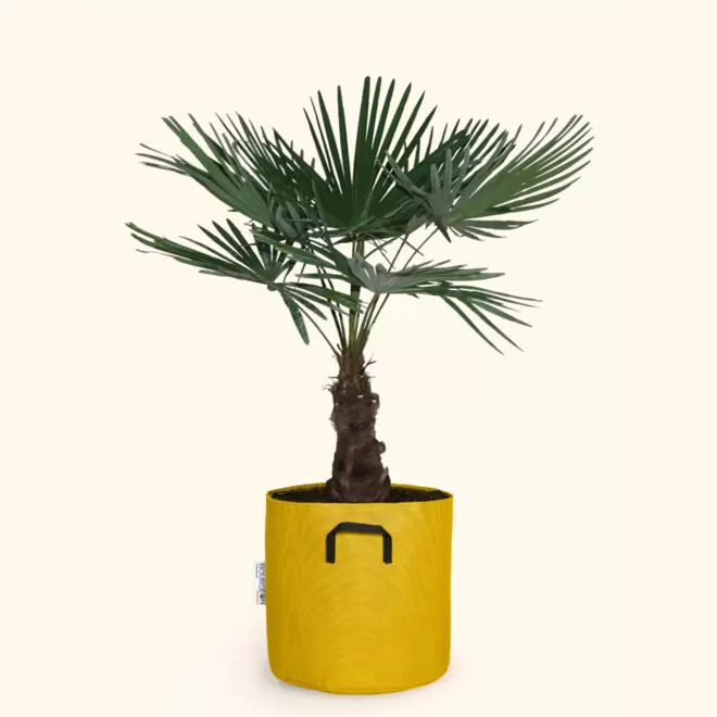 BOURGEON - Palmier de chine - trachycarpus fortunei 100cm + pot respirant jaune ø30cm offre à 79,9€ sur Truffaut