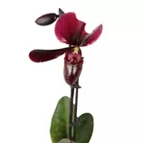 Paphiopedilum 'Black Jack' -Pot D 9cm - H 35cm offre à 23,99€ sur Truffaut