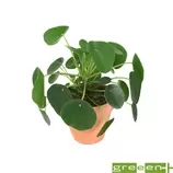 Pilea peperomioides : pot en terre de D. 13.5 cm offre à 10,49€ sur Truffaut