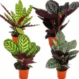 EXOTENHERZ - Ensemble de 4 ombres à paupières - motif feuille fantaisie - calathea - env. 50cm de haut offre à 52,42€ sur Truffaut