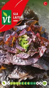 VT-ZADEN - Laitue maiko - ca. 0,3 gr (livraison gratuite) offre à 5,8€ sur Truffaut