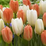 WILLEMSE FRANCE - Mélange de 10 tulipes stockholm - le sachet de 10 bulbes / circonférence 12cm+, vendu par lot de 4 offre à 35,96€ sur Truffaut