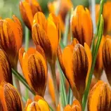 WILLEMSE FRANCE - 15 crocus orange - le sachet de 15 bulbes / circonférence 5-7cm, vendu par lot de 2 offre à 15,18€ sur Truffaut