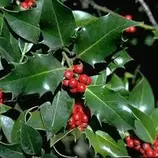 ARBORIX - 2 x houx commun - ilex aquifolium - 60-80 cm pot offre à 37,64€ sur Truffaut