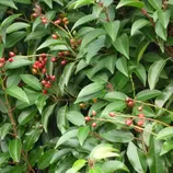 ARBORIX - 2 x laurier du portugal - prunus lusitanica - 40-50 cm pot offre à 33,56€ sur Truffaut