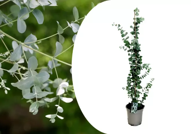 PLANT IN A BOX - Eucalyptus silver dollar - eucalyptus rustique - pot 19cm - hauteur 100-110cm offre à 26,95€ sur Truffaut