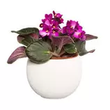 Saintpaulia : plante Ø12cm petit modèle pot offre à 4,99€ sur Truffaut