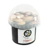 Plant de kit Champignons crème : pot de d20 offre à 12,99€ sur Truffaut