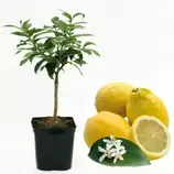 AGRUMES DE MÉDITERRANÉE - Citronnier des 4 saisons bio "citrus limon" tailles:pot de 3 litres, hauteur 30/40 cm offre à 34,95€ sur Truffaut