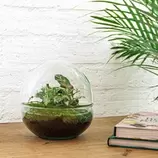 LA GREEN TOUCH - Kit terrarium diy - dome calathea/fittonia verte - sans outil offre à 72€ sur Truffaut