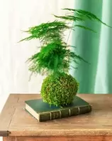 LA GREEN TOUCH - Kokedama - asparagus offre à 46€ sur Truffaut