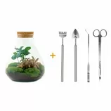 LA GREEN TOUCH - Kit terrarium diy - sama caféier + fittonia rouge - rateau + pelle + pince + ciseaux offre à 128,4€ sur Truffaut