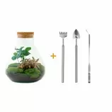 LA GREEN TOUCH - Kit terrarium diy - sama caféier + fittonia rouge - rateau + pelle + pince offre à 110,4€ sur Truffaut